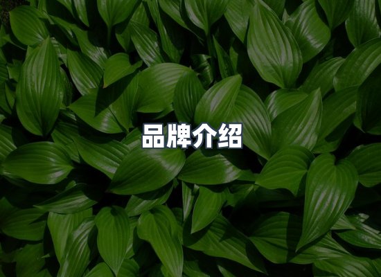 品牌介绍